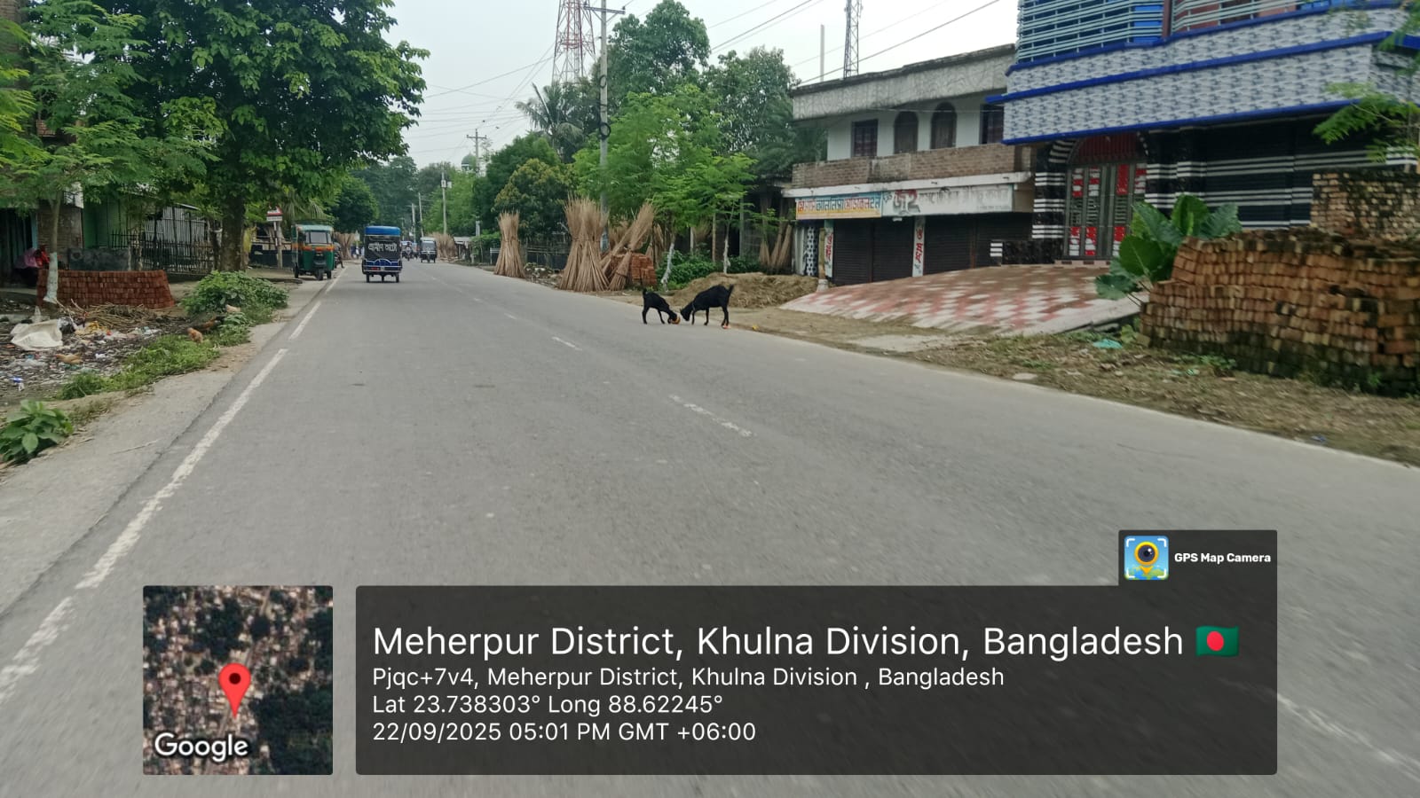 Cattle Movement on Street, Meherpur