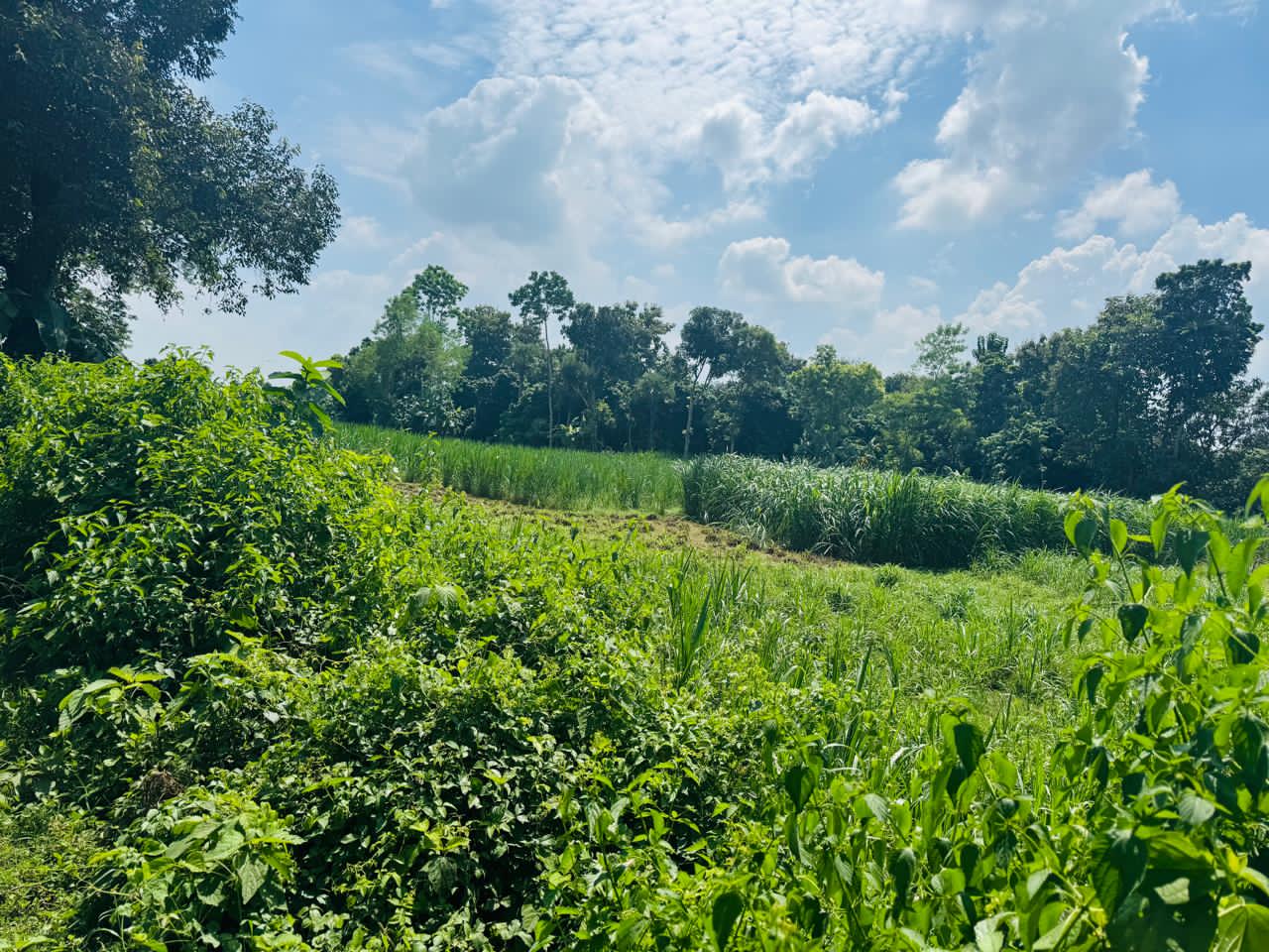 Nepiar Grass Production